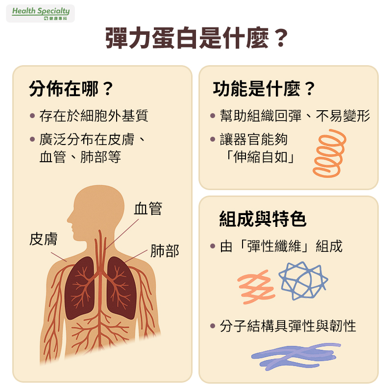 彈力蛋白是什麼