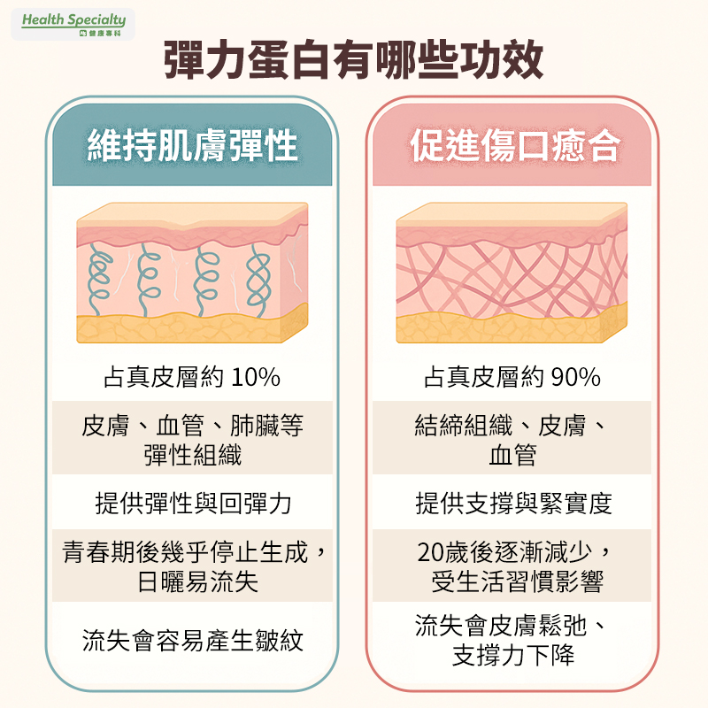 膠原蛋白彈力蛋白差異