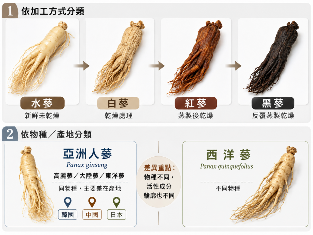 人蔘種類